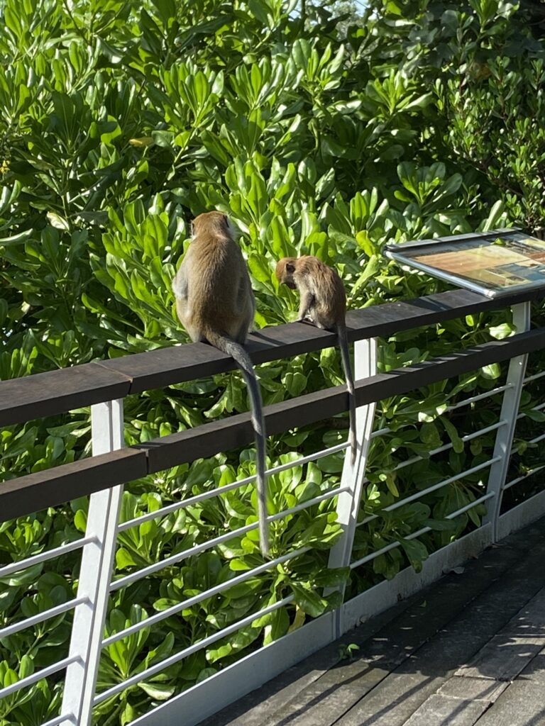 Två apor som sitter på ett räcke